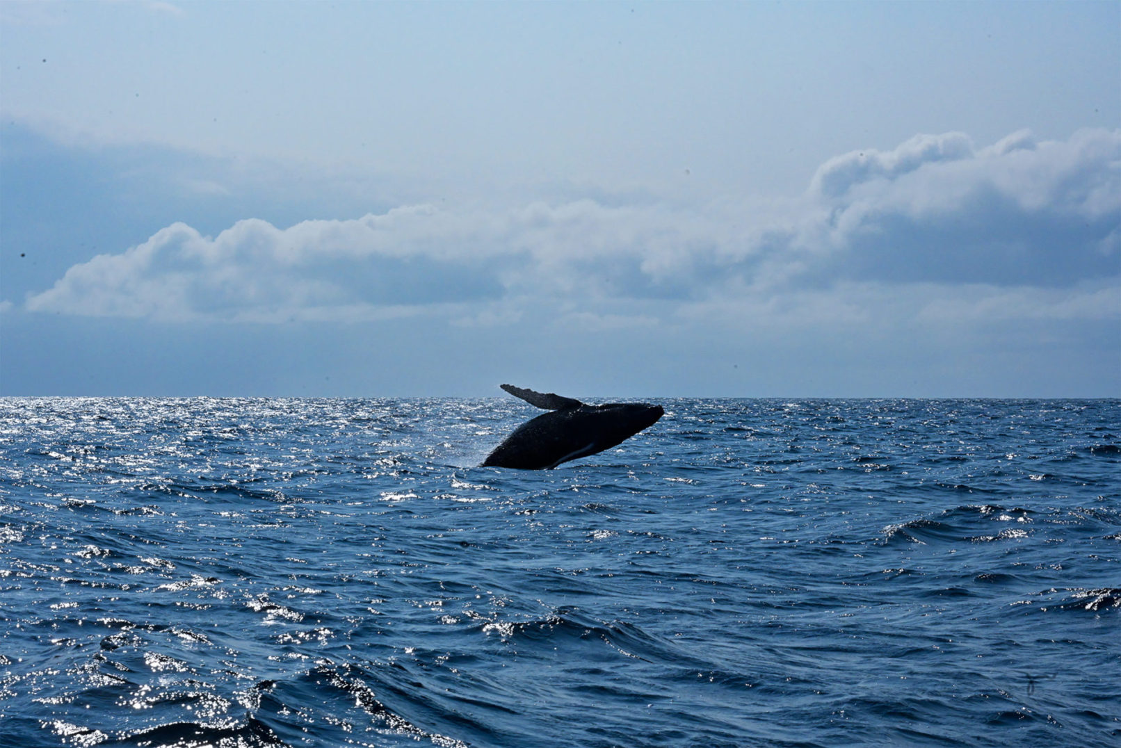 座頭鯨のブリーチング。海から鯨がジャンプ。