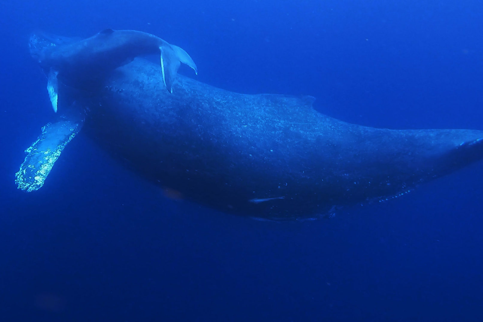 青い水中を泳ぐ親子の鯨