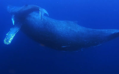 青い水中を泳ぐ親子の鯨