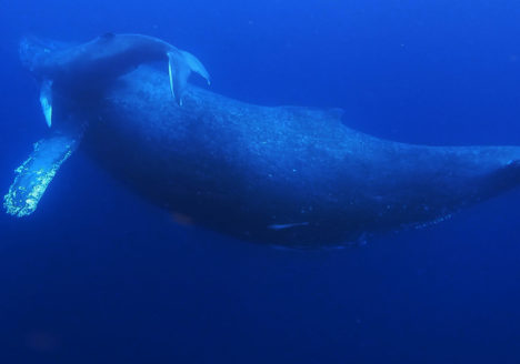 青い水中を泳ぐ親子の鯨